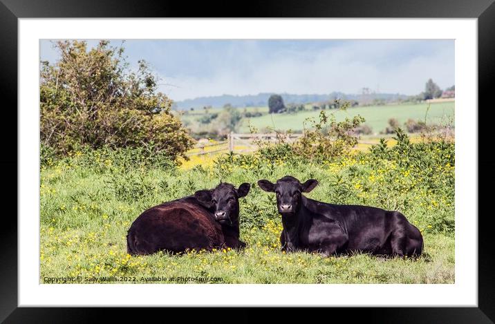 Two black marshland steers Framed Mounted Print by Sally Wallis
