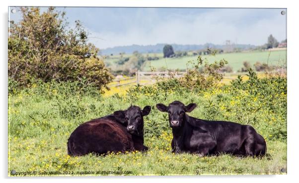 Two black marshland steers Acrylic by Sally Wallis