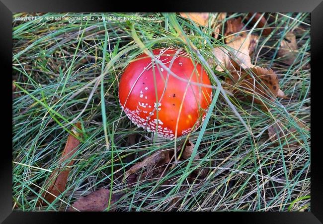 Red poisonous mushroom Amanita muscaria known as the fly agaric  Framed Print by Michael Piepgras