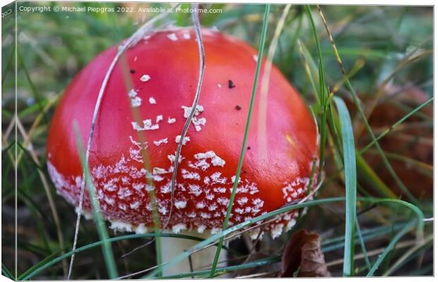 Red poisonous mushroom Amanita muscaria known as the fly agaric  Canvas Print by Michael Piepgras
