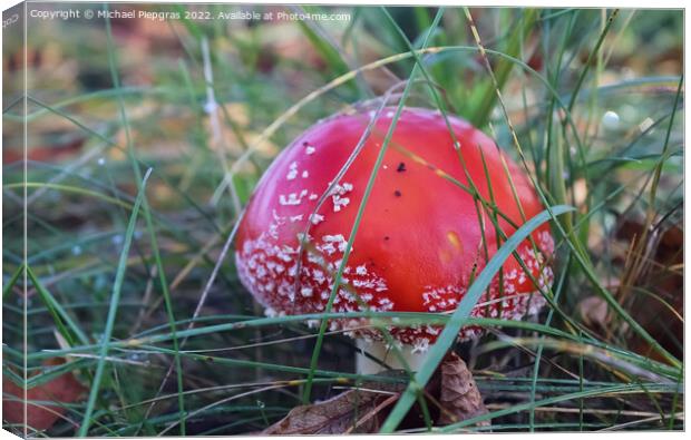 Red poisonous mushroom Amanita muscaria known as the fly agaric  Canvas Print by Michael Piepgras