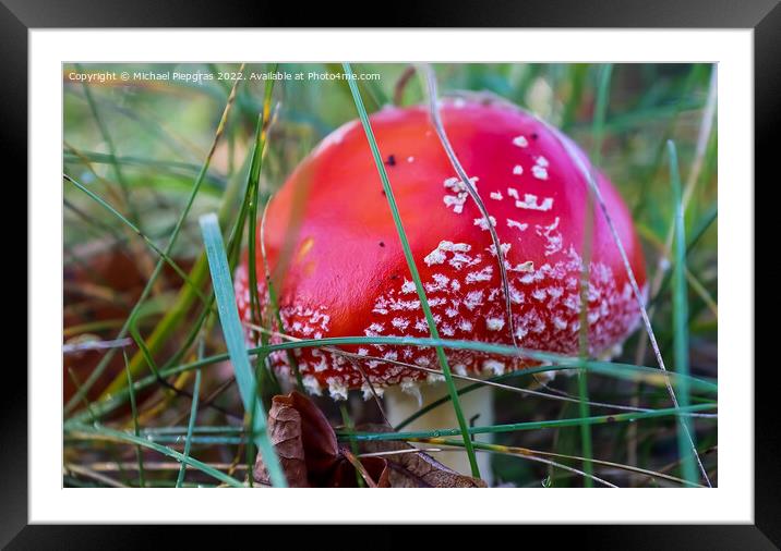 Red poisonous mushroom Amanita muscaria known as the fly agaric  Framed Mounted Print by Michael Piepgras
