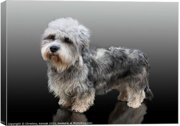 Dandie Dinmont Terrier Canvas Print by Christine Kerioak