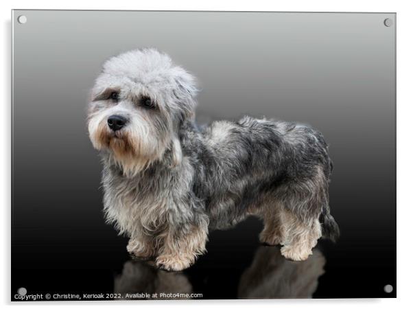 Dandie Dinmont Terrier Acrylic by Christine Kerioak