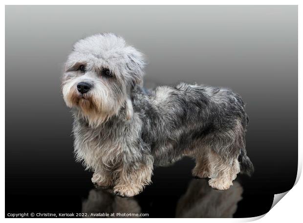 Dandie Dinmont Terrier Print by Christine Kerioak