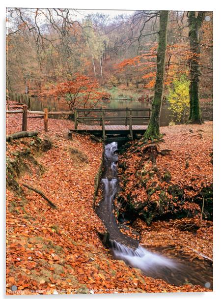 Waggoners Wells Woodland Waterfall Hampshire Acrylic by Pearl Bucknall
