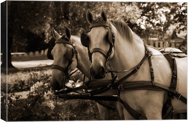 two white horses at a carriage in sepia Canvas Print by youri Mahieu
