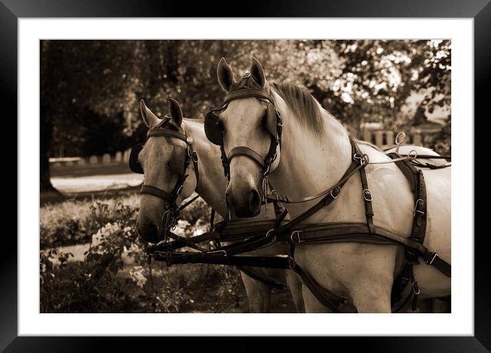 two white horses at a carriage in sepia Framed Mounted Print by youri Mahieu