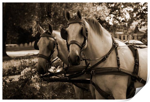 two white horses at a carriage in sepia Print by youri Mahieu