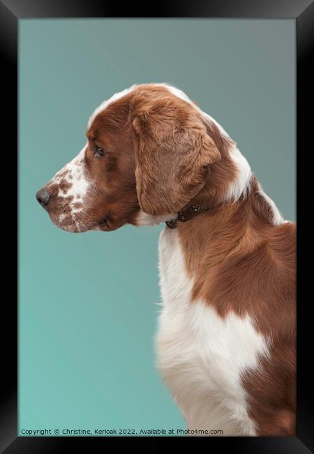 Welsh Springer Spaniel Portrait Framed Print by Christine Kerioak