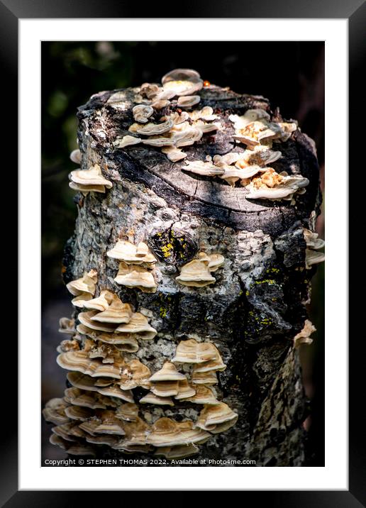 Fungi Poplar Hangout Framed Mounted Print by STEPHEN THOMAS