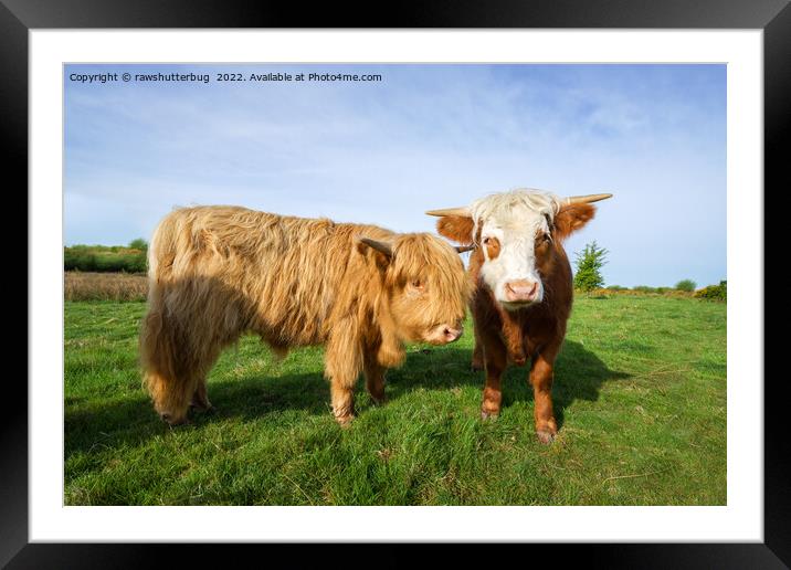 Young Highland Cows Framed Mounted Print by rawshutterbug 