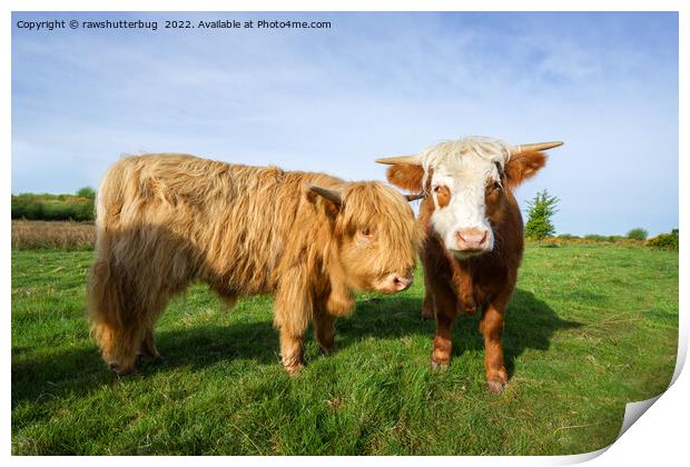 Young Highland Cows Print by rawshutterbug 