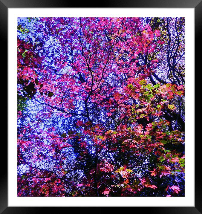 IN THE PINK Framed Mounted Print by Jacque Mckenzie