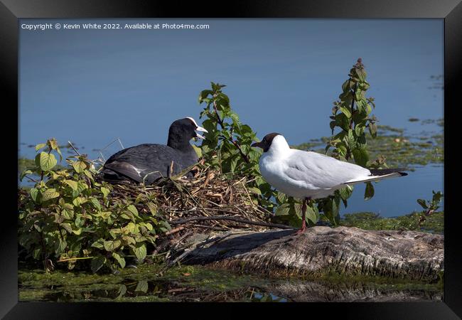 Black headed gull and Coot Framed Print by Kevin White