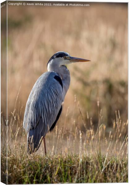 Grey heron sitting in the long grass Canvas Print by Kevin White