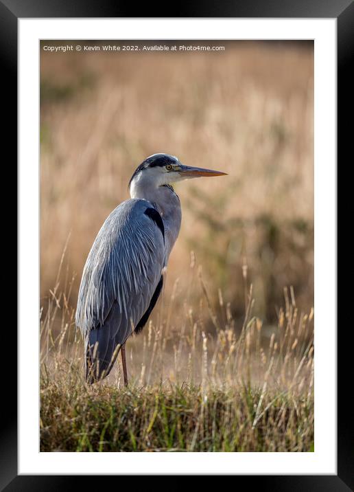 Grey heron sitting in the long grass Framed Mounted Print by Kevin White