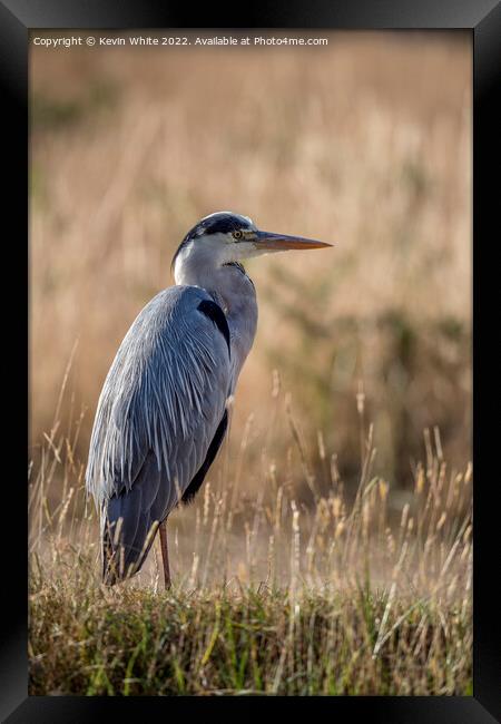 Grey heron sitting in the long grass Framed Print by Kevin White