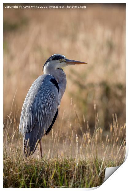 Grey heron sitting in the long grass Print by Kevin White