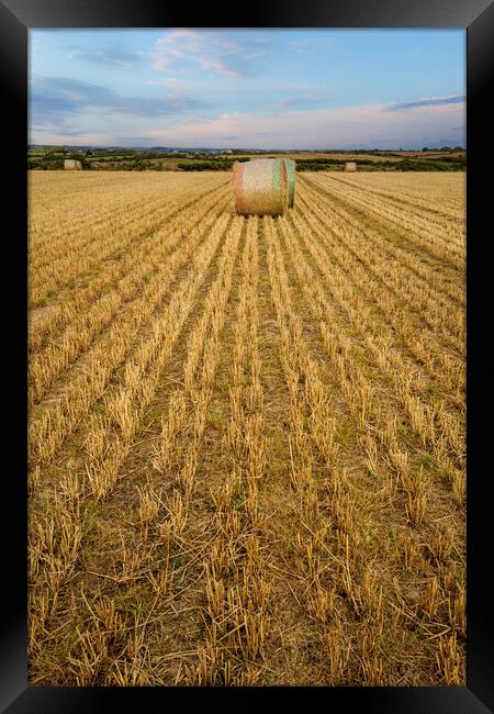 Rolled Hay bales in West Wales Framed Print by Leighton Collins