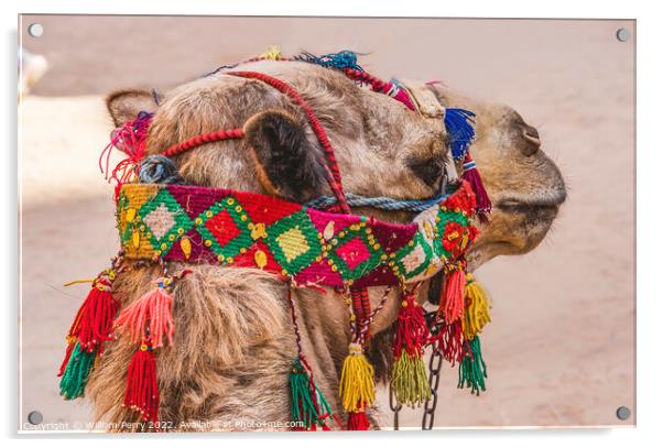 Camel Decorations Treasury Petra Jordan  Acrylic by William Perry
