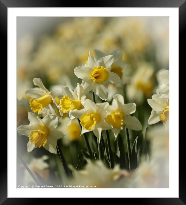 Daffodil flower Framed Mounted Print by Simon Johnson