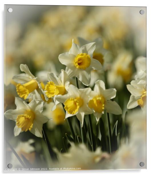 Daffodil flower Acrylic by Simon Johnson