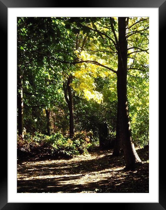 Fall sunshine Framed Mounted Print by Stephanie Moore