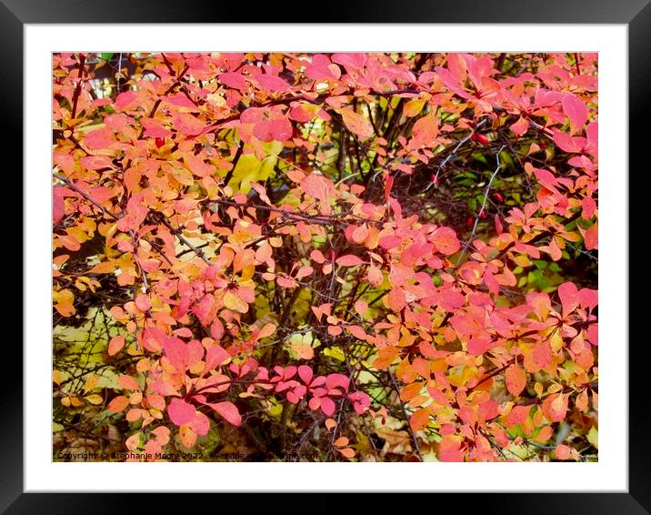 Fall leaves Framed Mounted Print by Stephanie Moore