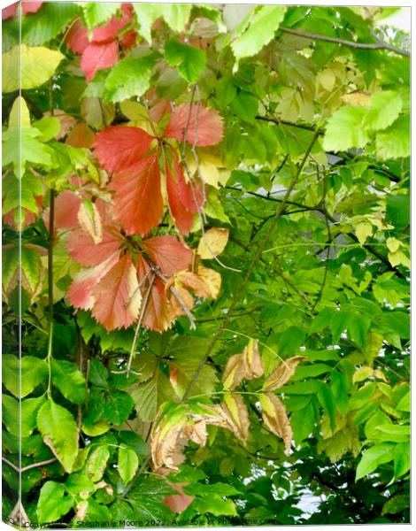 Just starting to change Canvas Print by Stephanie Moore