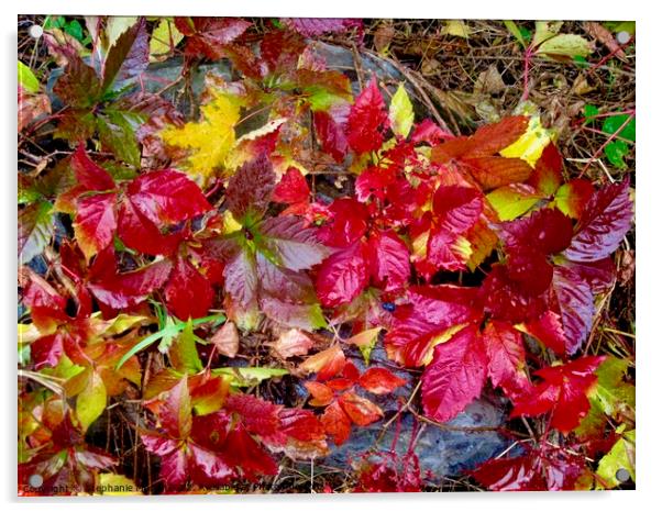 Colourful leaves Acrylic by Stephanie Moore