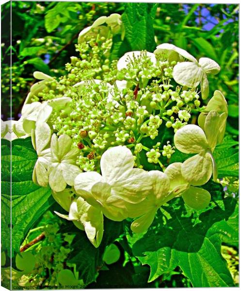 Cluster of white flowers Canvas Print by Stephanie Moore