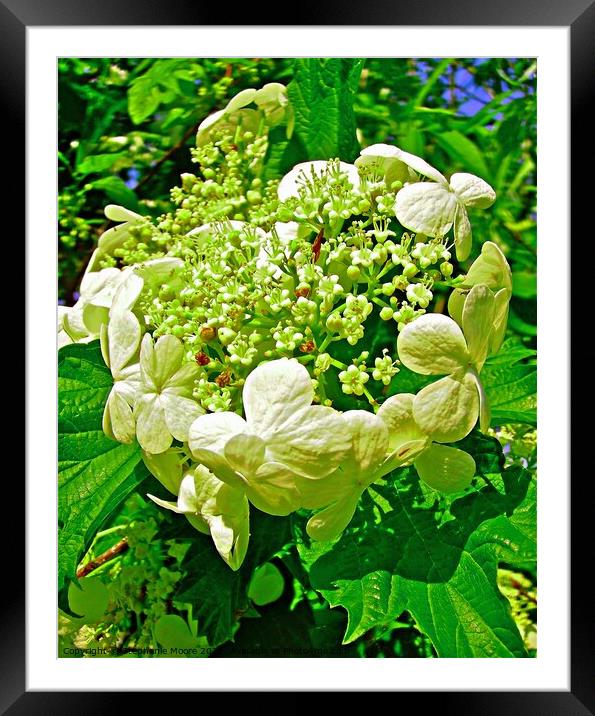 Cluster of white flowers Framed Mounted Print by Stephanie Moore