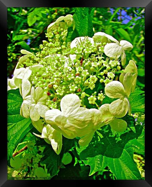 Cluster of white flowers Framed Print by Stephanie Moore