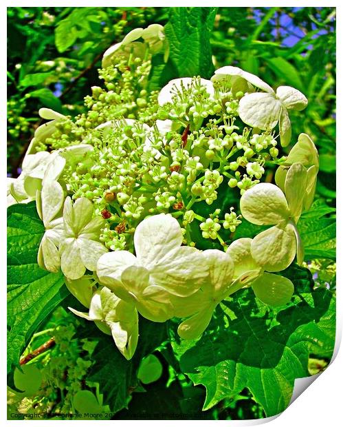 Cluster of white flowers Print by Stephanie Moore