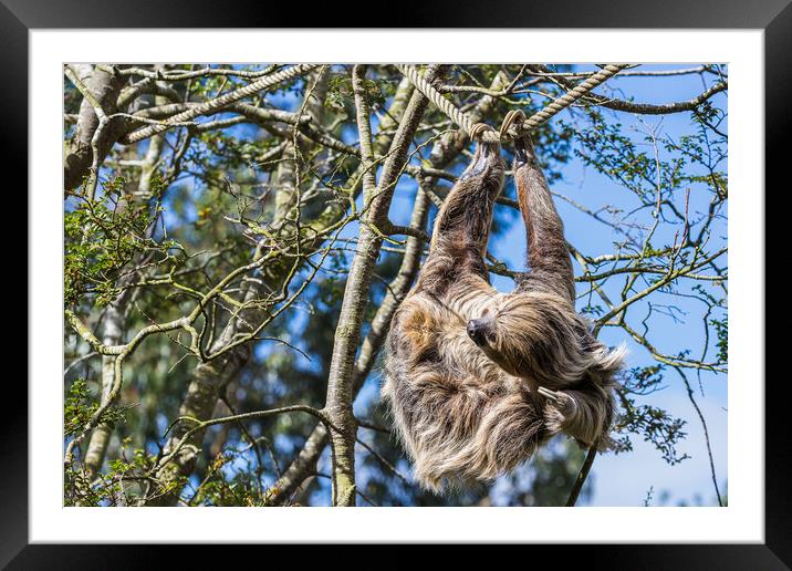 Two-toed sloth itching Framed Mounted Print by Jason Wells