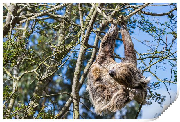Two-toed sloth itching Print by Jason Wells