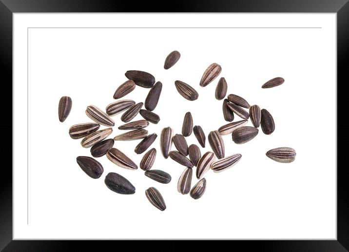 Whole Sunflower Seeds Isolated on White Framed Mounted Print by Antonio Ribeiro