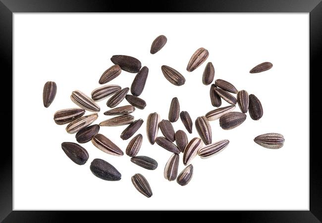 Whole Sunflower Seeds Isolated on White Framed Print by Antonio Ribeiro
