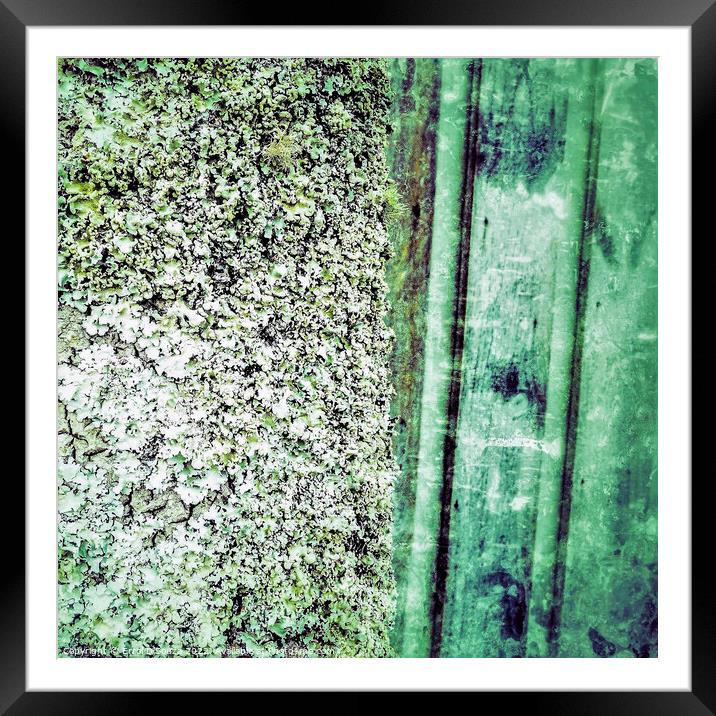 Green Lichen Abstract Framed Mounted Print by Errol D'Souza