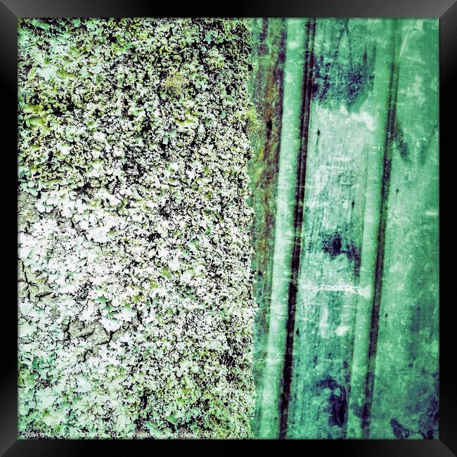 Green Lichen Abstract Framed Print by Errol D'Souza