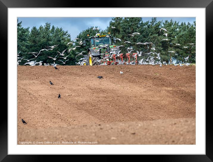 Gulls following a tractor ploughing, Scotland, United Kingdom Framed Mounted Print by Dave Collins