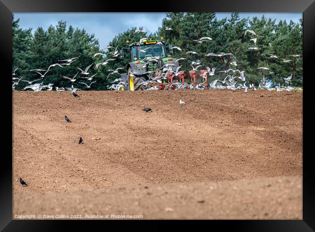 Gulls following a tractor ploughing, Scotland, United Kingdom Framed Print by Dave Collins