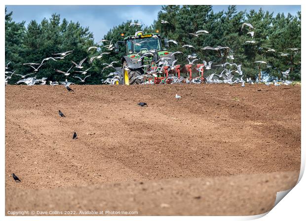 Gulls following a tractor ploughing, Scotland, United Kingdom Print by Dave Collins
