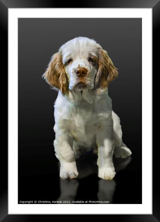 Clumber Spaniel Puppy Framed Mounted Print by Christine Kerioak