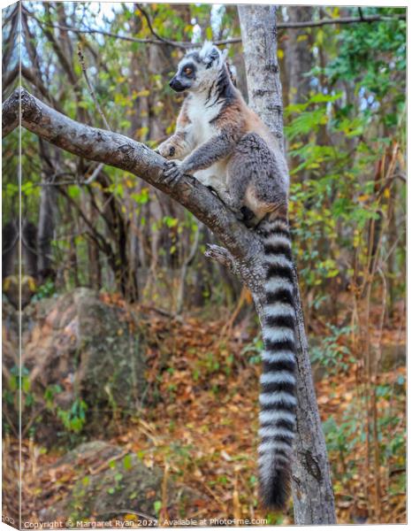 Ring-tailed lemur Canvas Print by Margaret Ryan