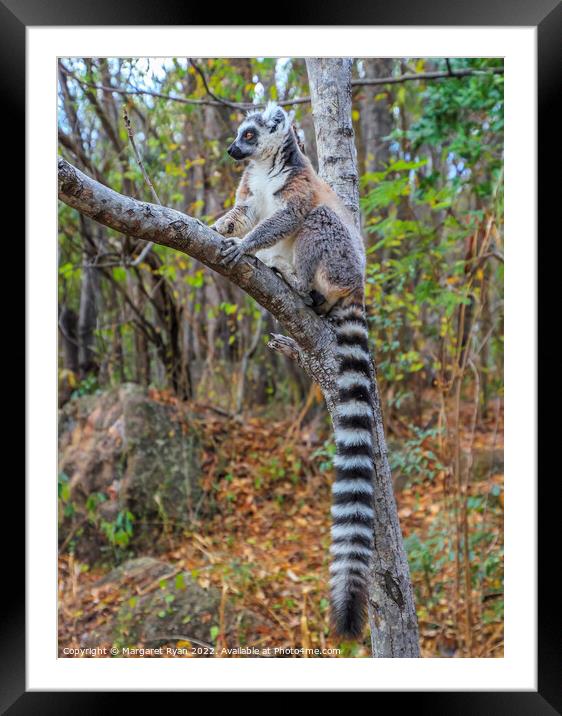 Ring-tailed lemur Framed Mounted Print by Margaret Ryan