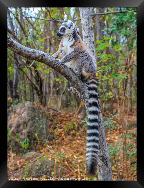 Ring-tailed lemur Framed Print by Margaret Ryan