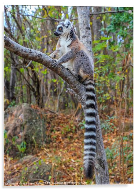 Ring-tailed lemur Acrylic by Margaret Ryan
