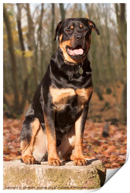 Rottweiler Sitting on a Tree Stump in Woodland Print by Christine Kerioak